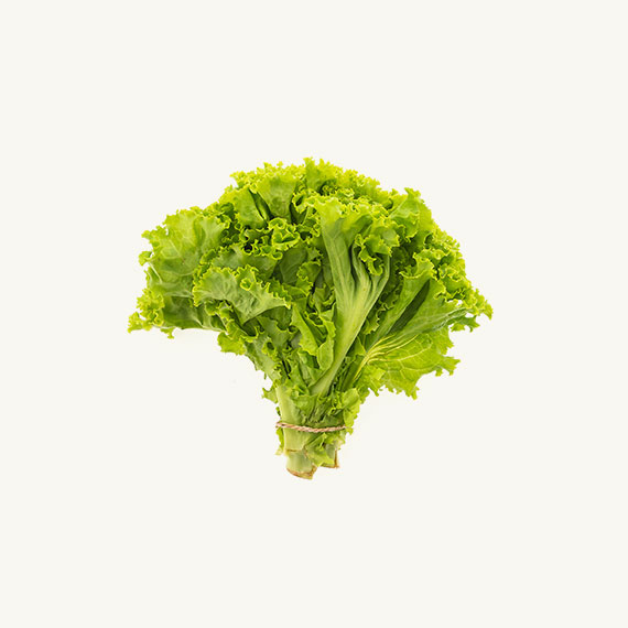lettuce